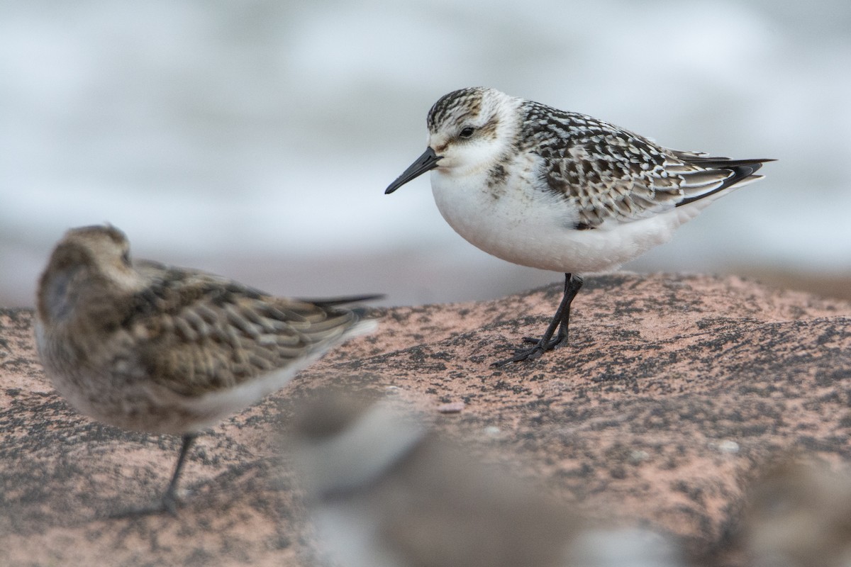 Bécasseau sanderling - ML369093831