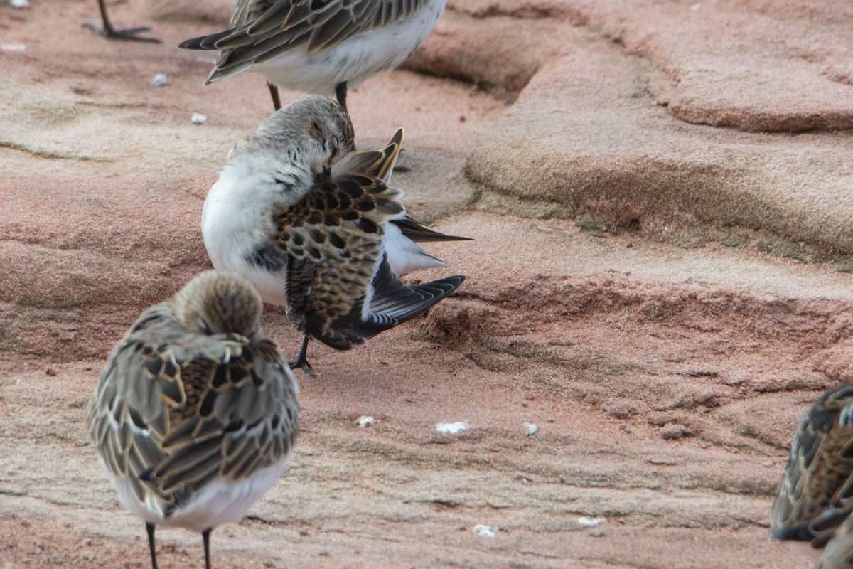 Little Stint - Dan Owen