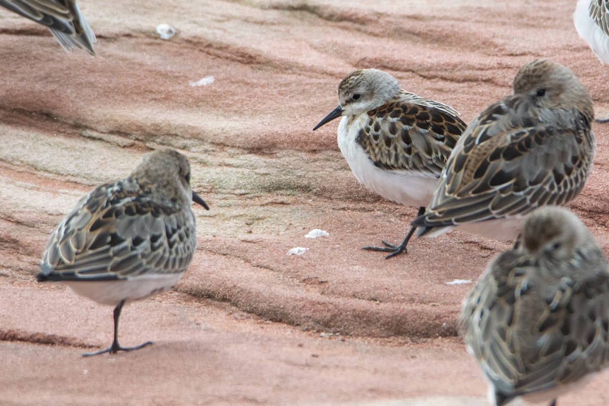 Little Stint - Dan Owen