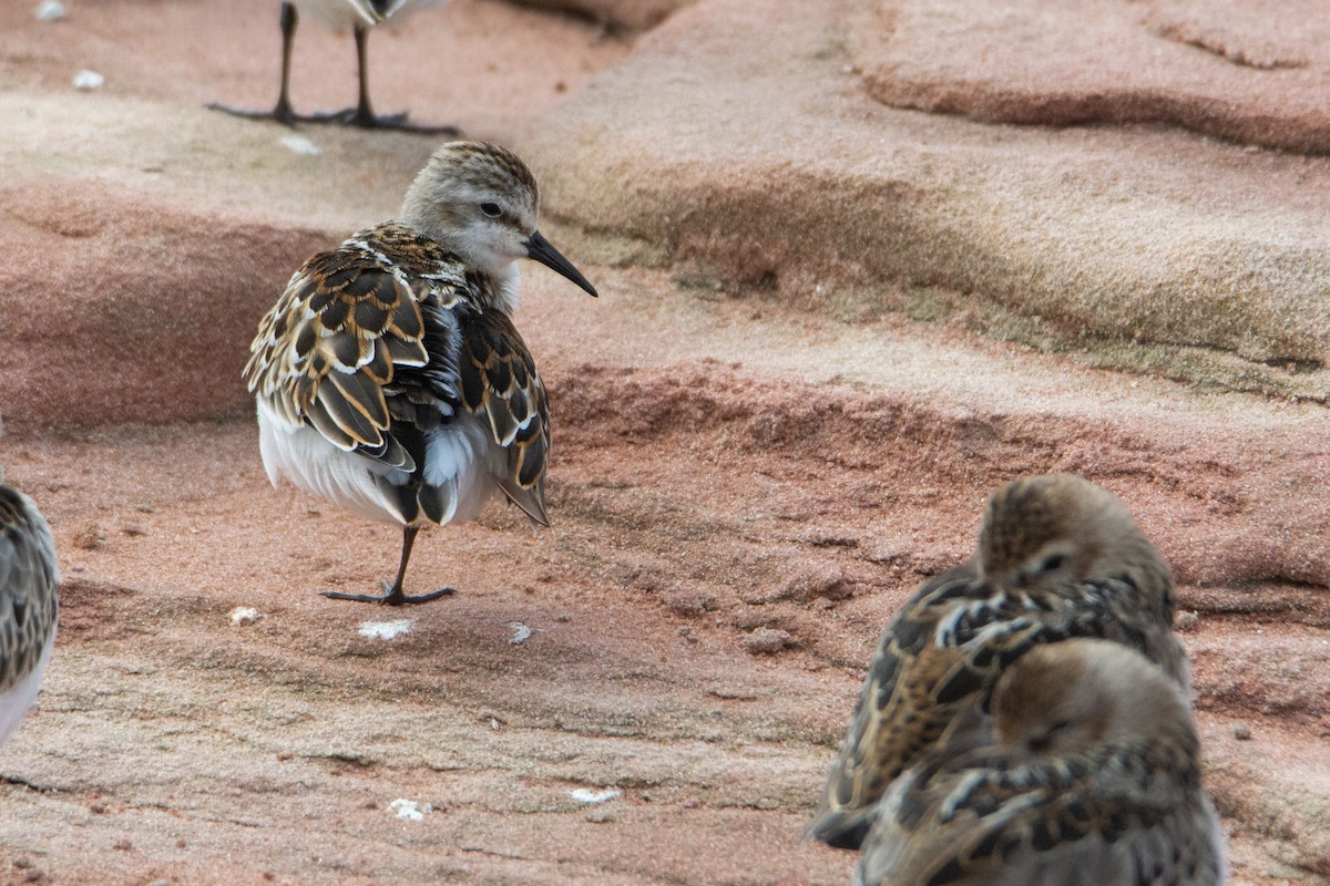 Little Stint - ML369093861