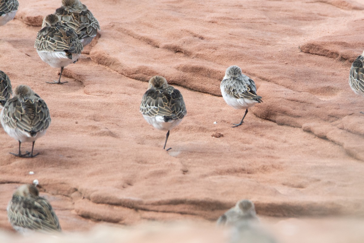 Little Stint - ML369093871