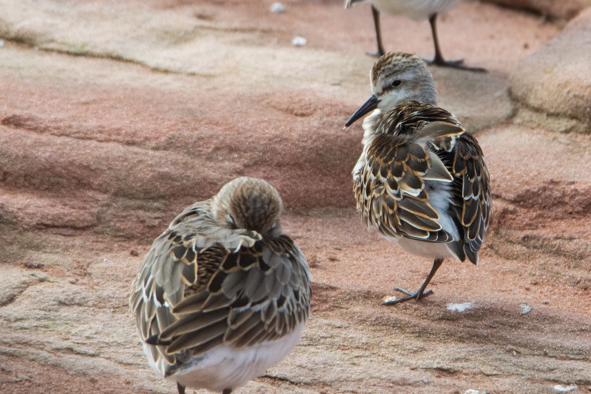 Little Stint - ML369093881