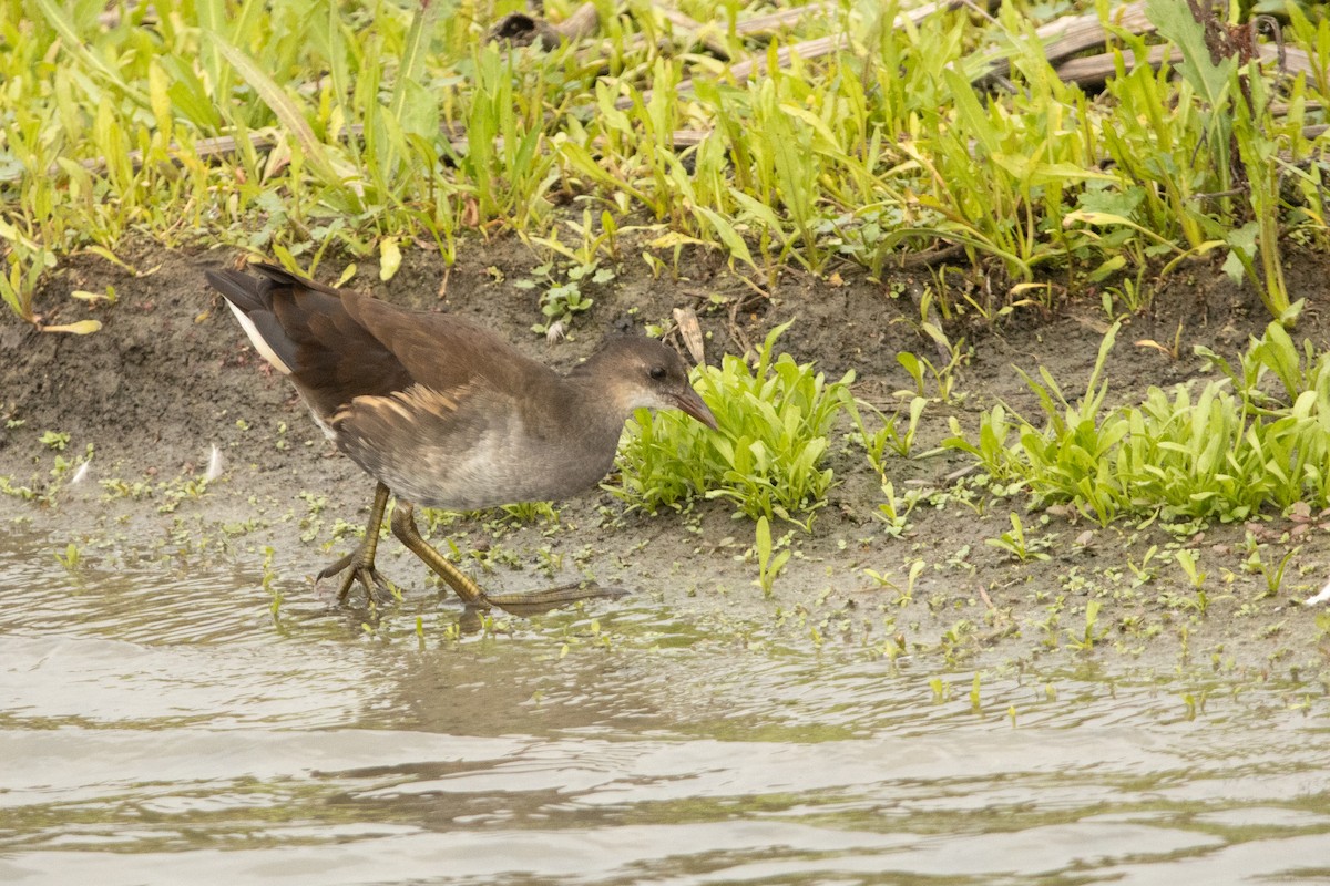 Eurasian Moorhen - Letty Roedolf Groenenboom