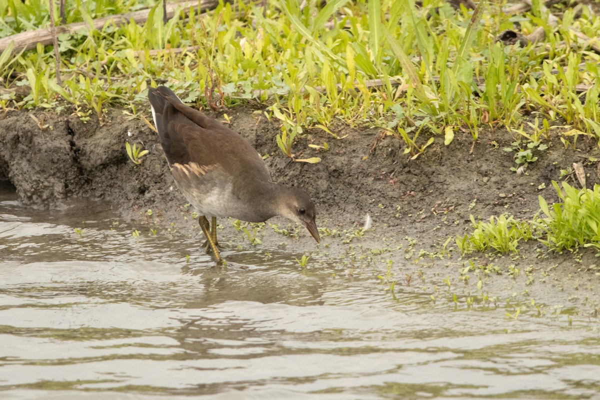 Eurasian Moorhen - Letty Roedolf Groenenboom