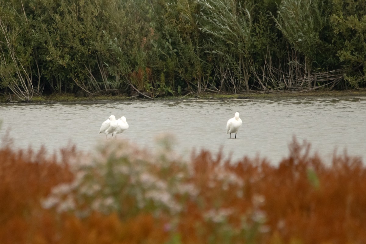 Eurasian Spoonbill - ML369097271