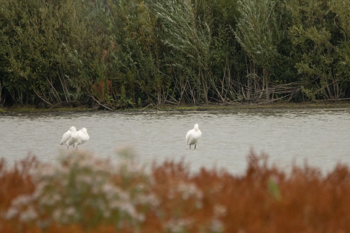 Eurasian Spoonbill - ML369097341