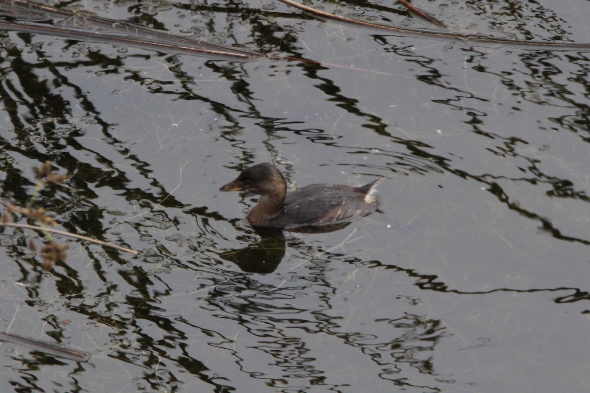 Pied-billed Grebe - ML369100211