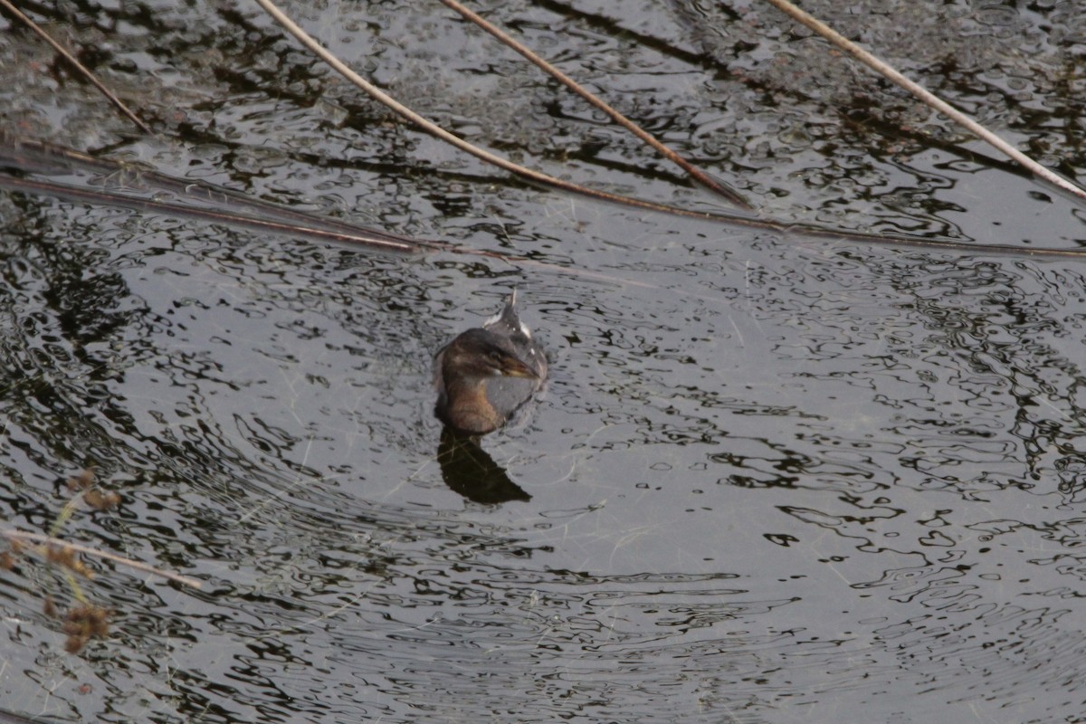 Pied-billed Grebe - ML369100231