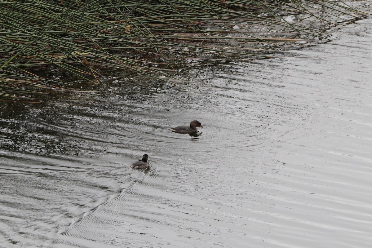 Pied-billed Grebe - Anthony Scott