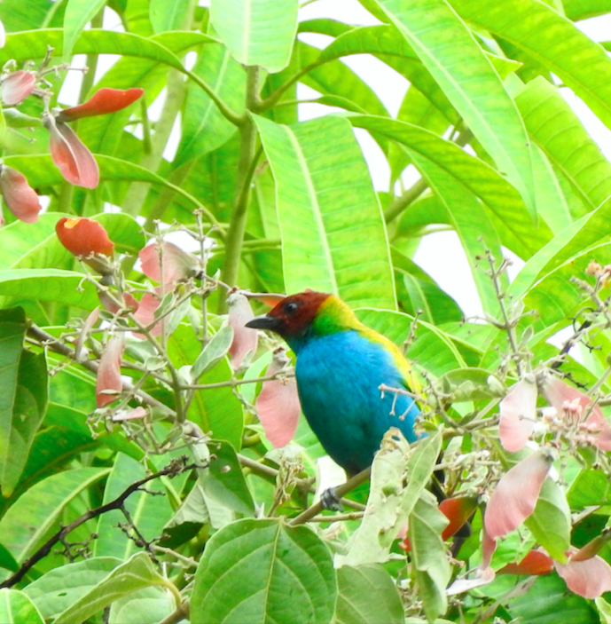 Bay-headed Tanager - ML369101551