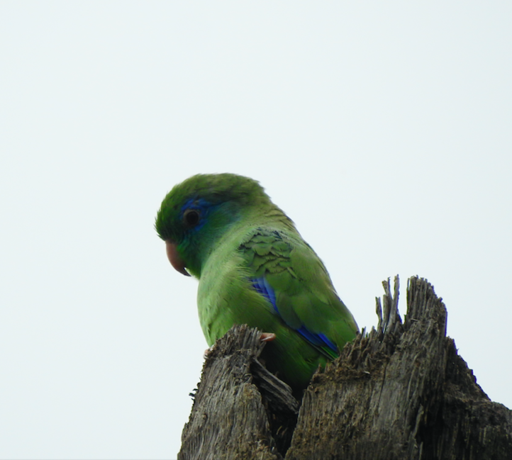 Spectacled Parrotlet - ML369101711