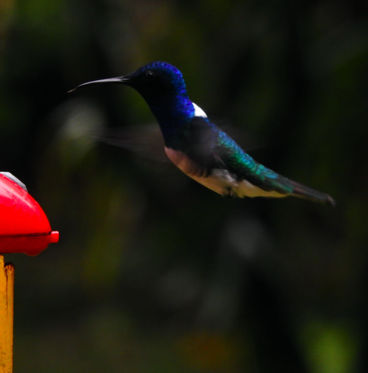 White-necked Jacobin - ML369101761