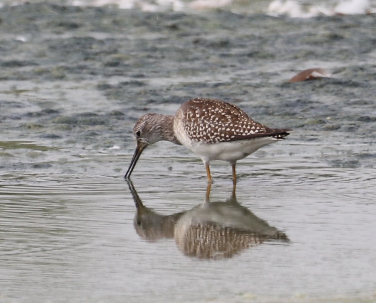 Lesser Yellowlegs - Peter Veighey