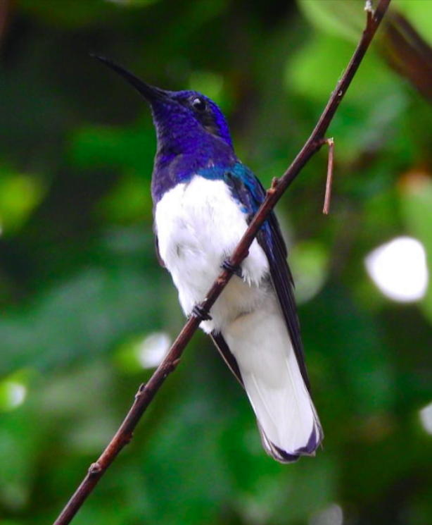 White-necked Jacobin - ML369104501