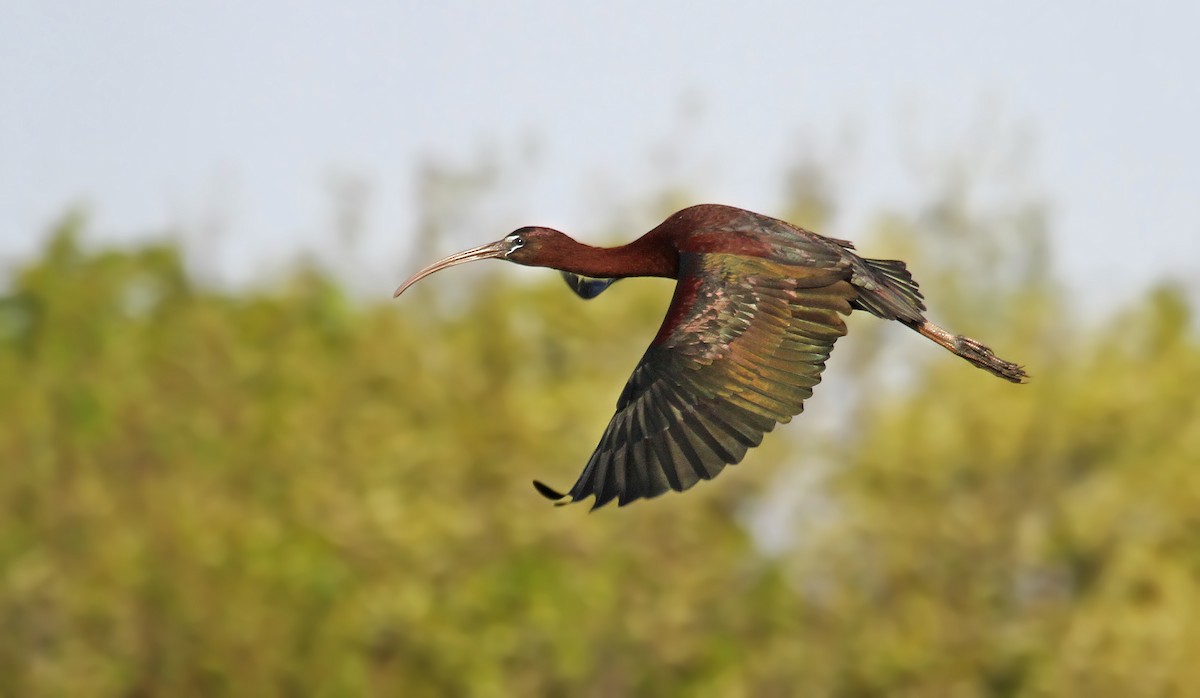 Glossy Ibis - Ryan Schain