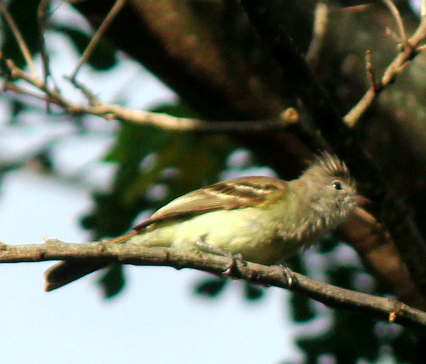 Yellow-bellied Elaenia - ML369104581