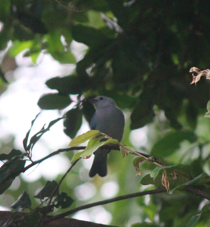 Blue-gray Tanager - ML369104661