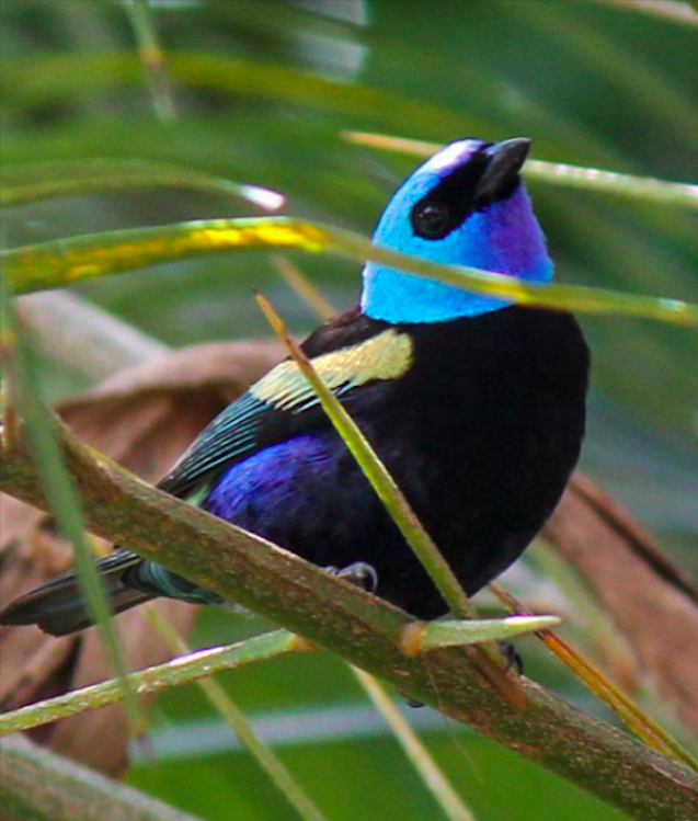 Blue-necked Tanager - ML369104811