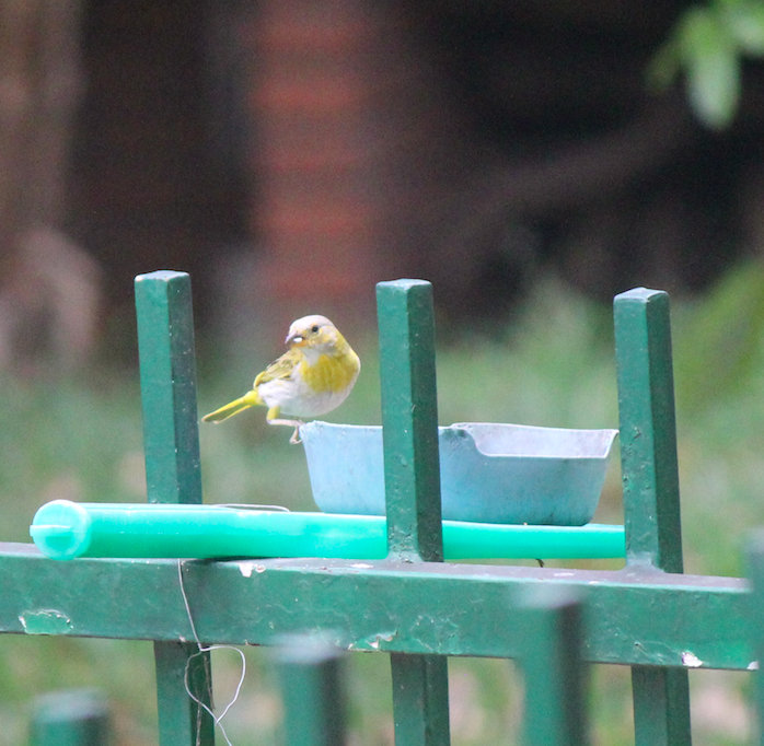 Saffron Finch - ML369104821