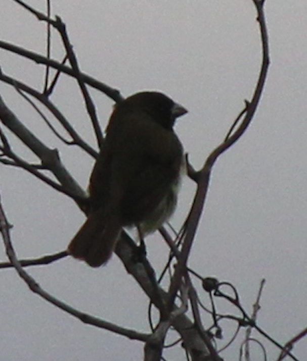 Black-faced Grassquit - ML369104831