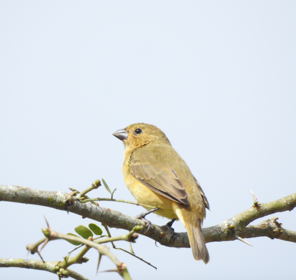 Black-faced Grassquit - ML369104851