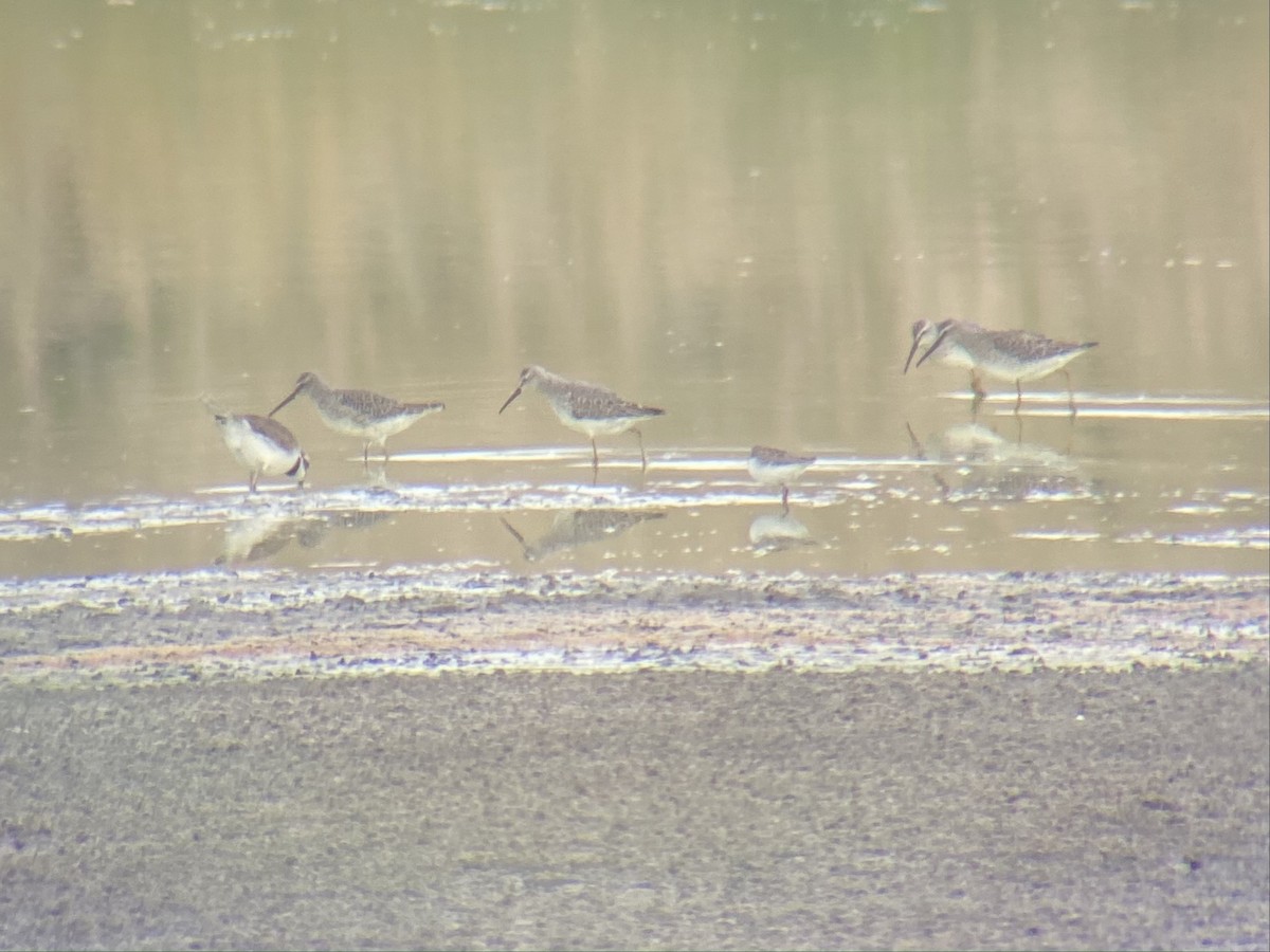 Stilt Sandpiper - ML369104951