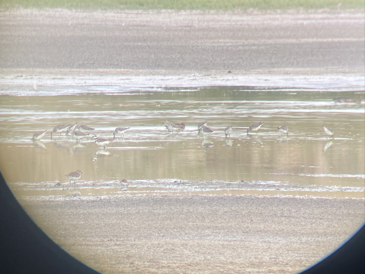 Stilt Sandpiper - ML369104971