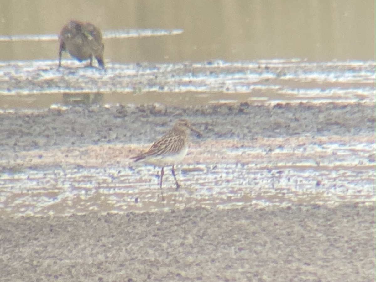 Pectoral Sandpiper - ML369105021