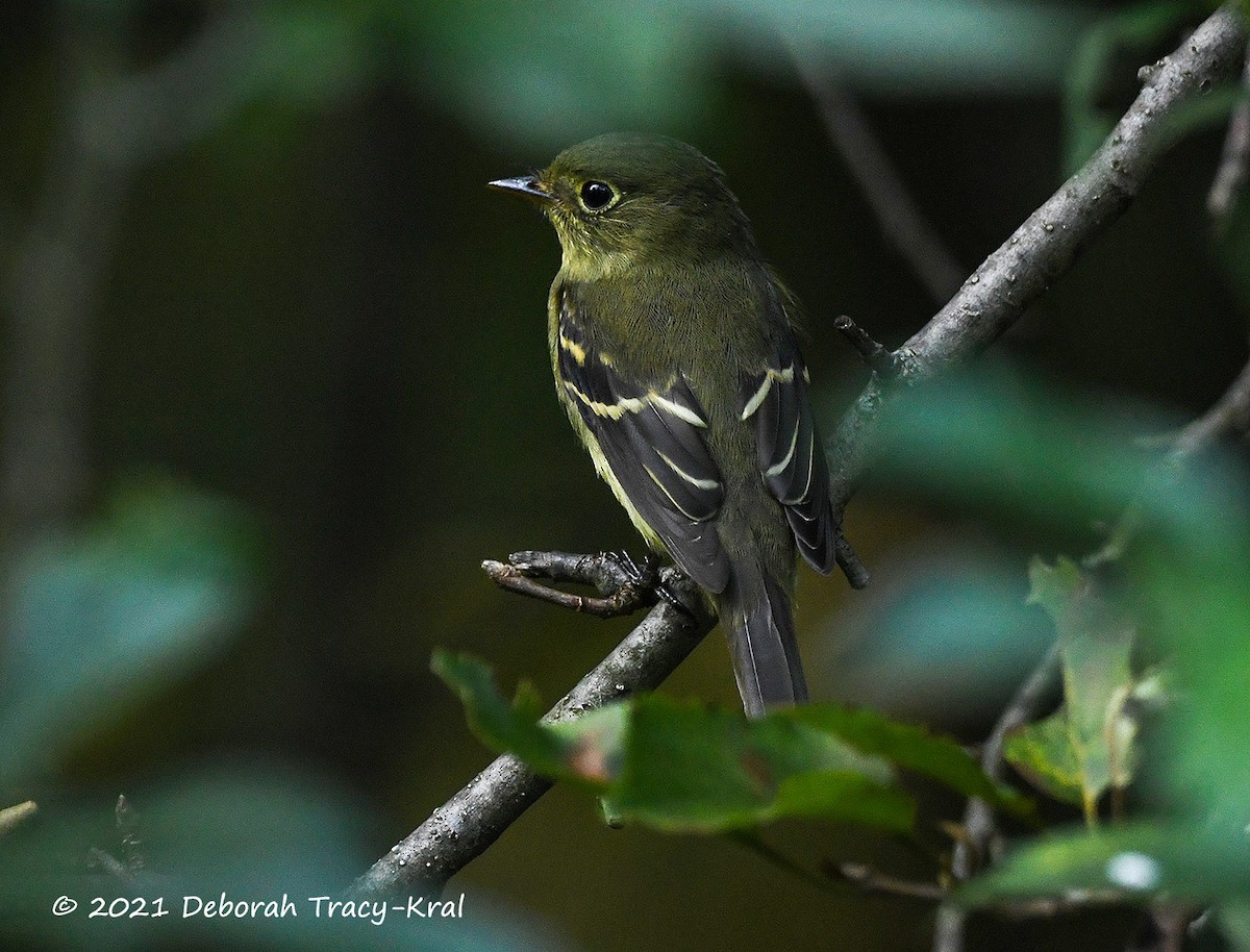 Yellow-bellied Flycatcher - Deborah Kral