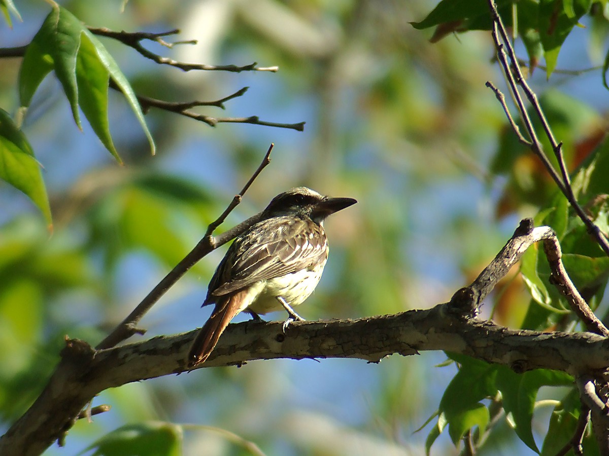 Sulphur-bellied Flycatcher - ML369111441