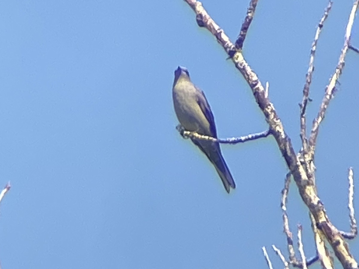 Townsend's Solitaire - ML369111991