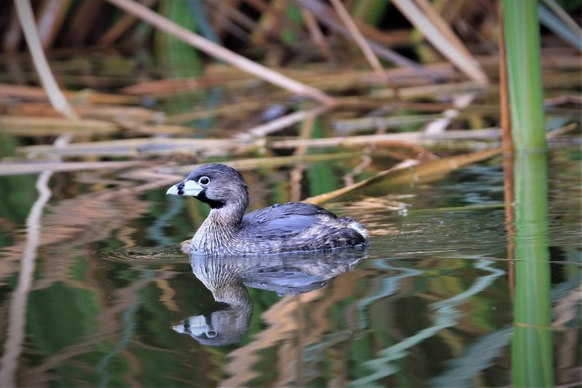 Pied-billed Grebe - ML369112241
