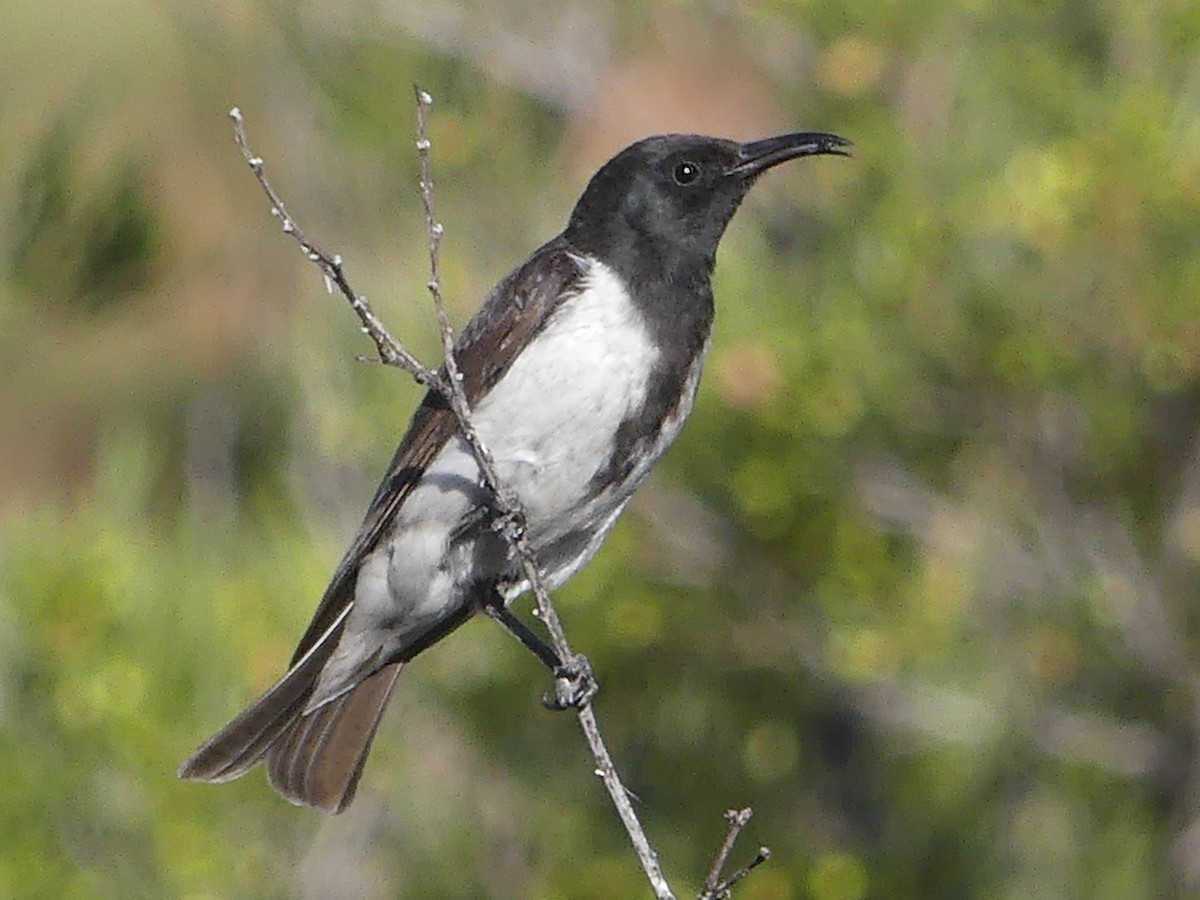 Black Honeyeater - ML36911461