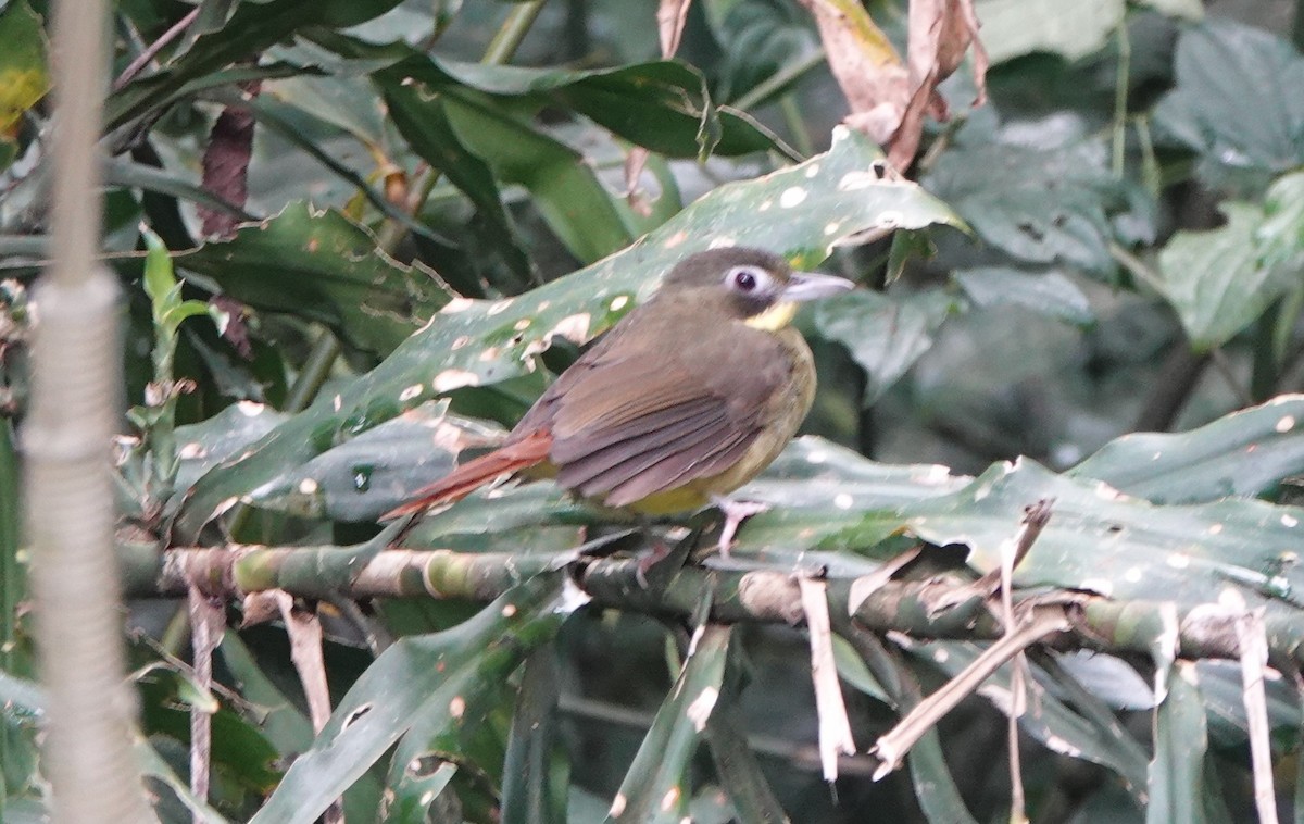 Red-tailed Bristlebill - ML369114621