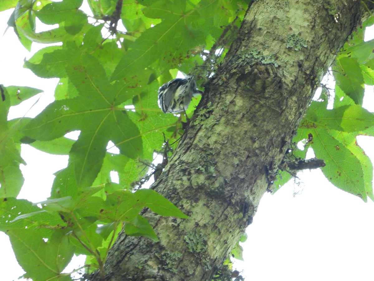 Black-and-white Warbler - ML369116931