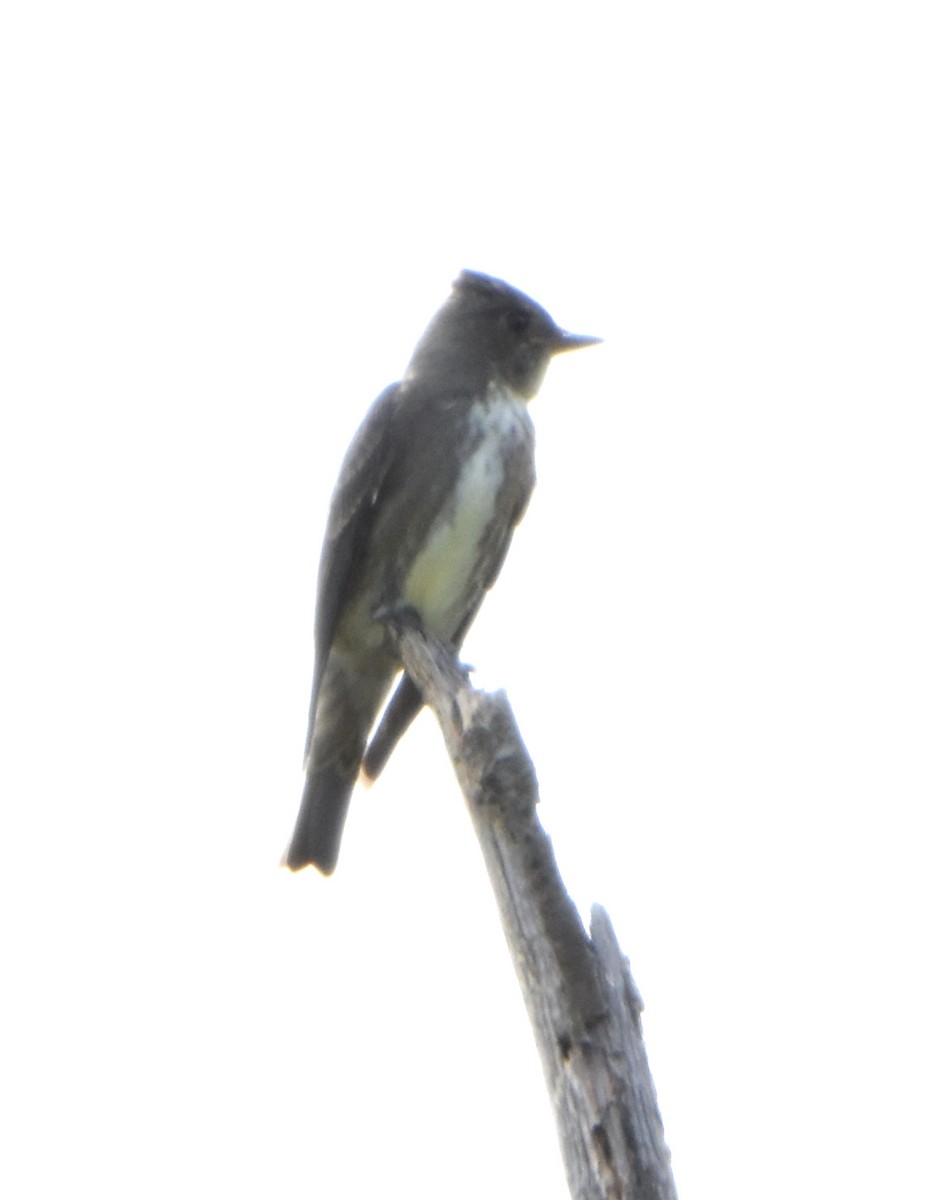 Olive-sided Flycatcher - ML369118471