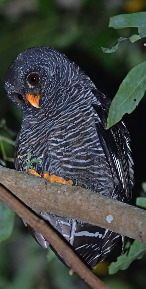 Black-banded Owl - ML369118731