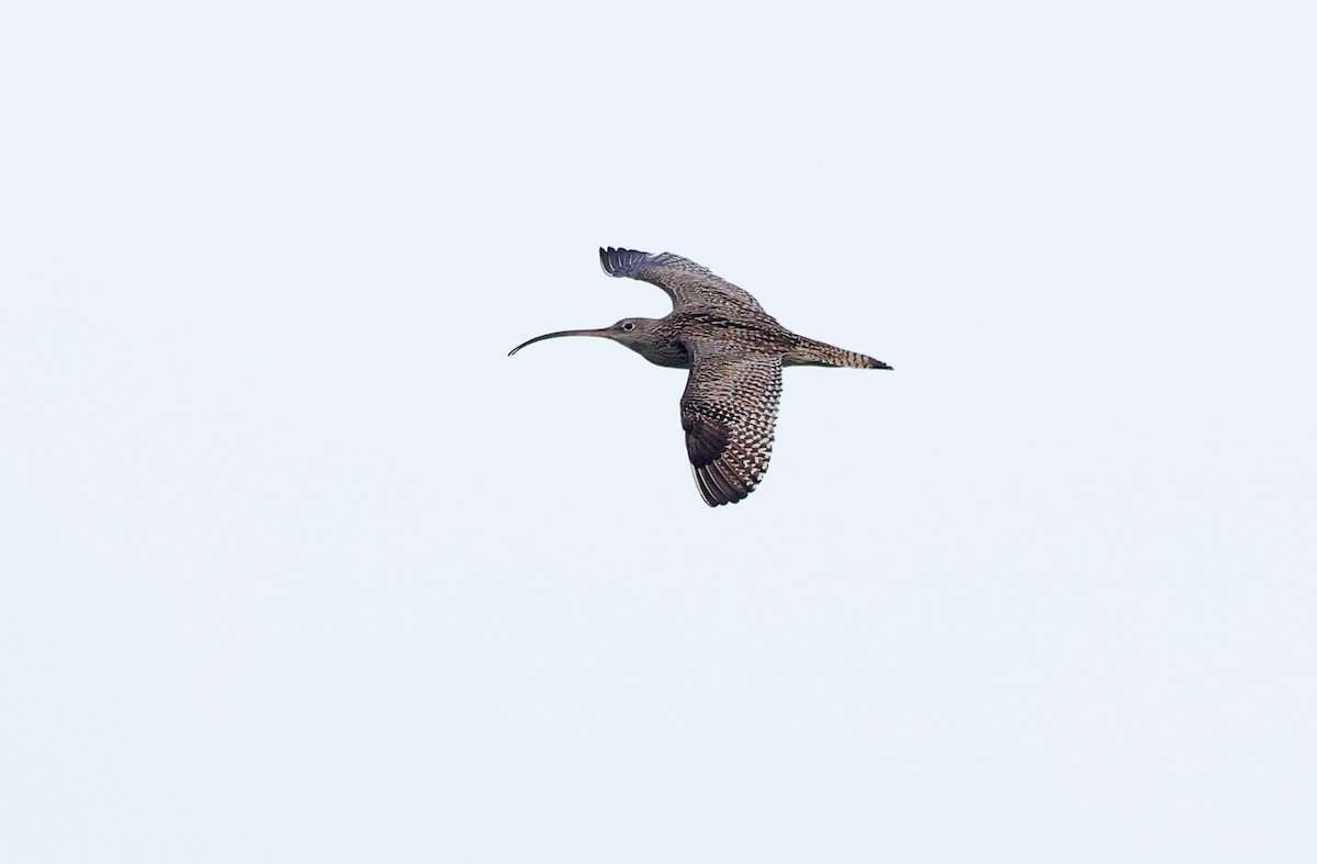 Far Eastern Curlew - Robert Hutchinson