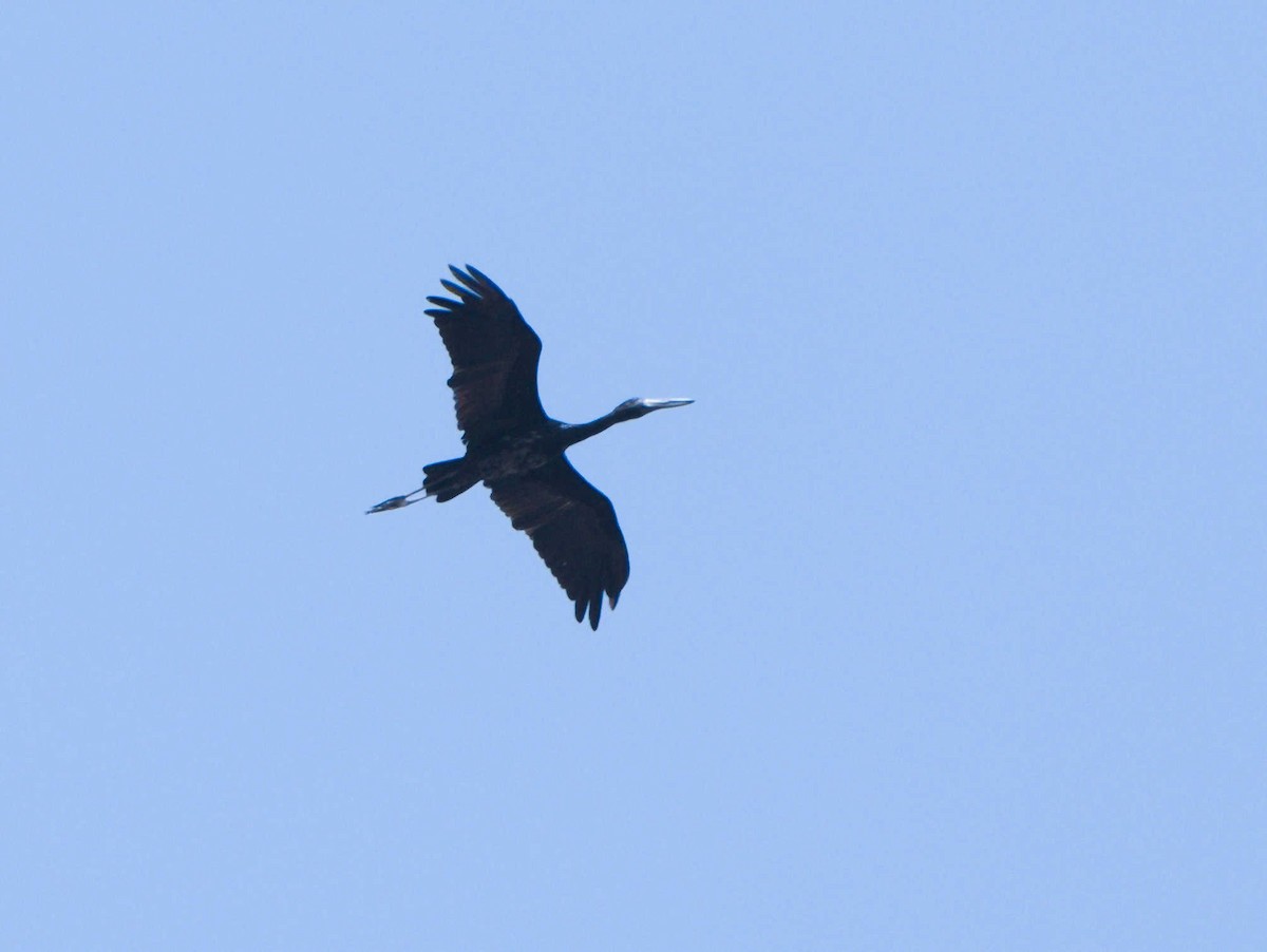 African Openbill - ML369121891