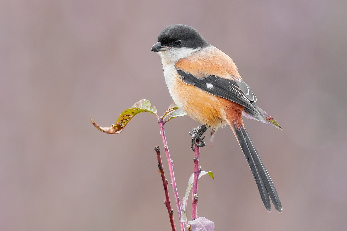 ML369122431 - Long-tailed Shrike - Macaulay Library