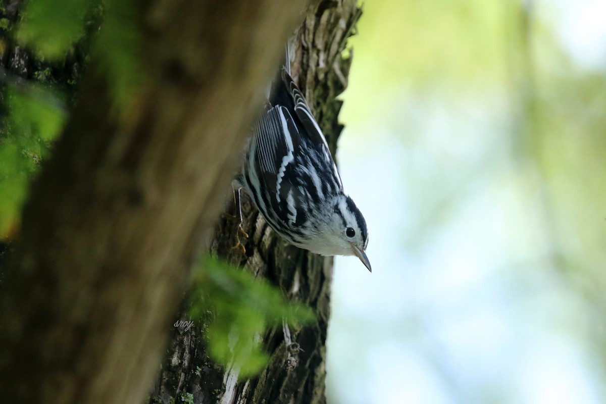 Black-and-white Warbler - ML369124811