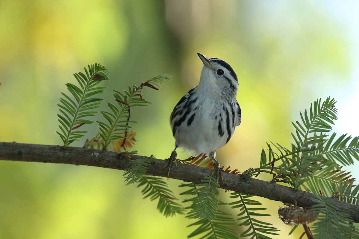 Black-and-white Warbler - ML369124821