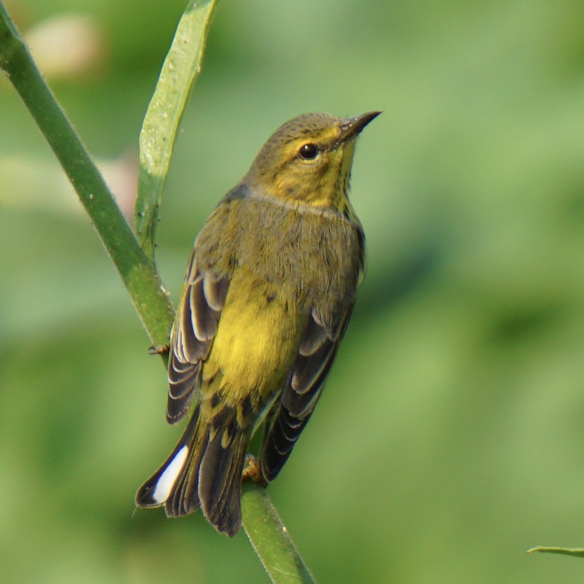 Cape May Warbler - Wendy Guest