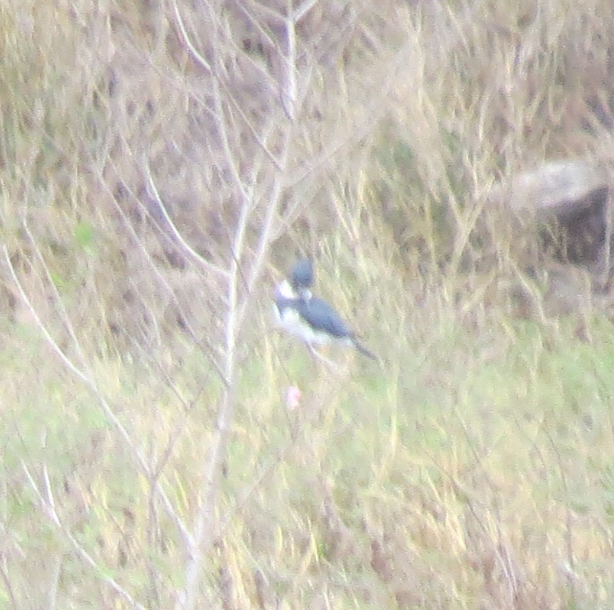 Belted Kingfisher - ML369126321