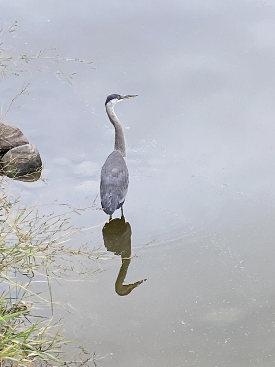 Great Blue Heron - ML369126551
