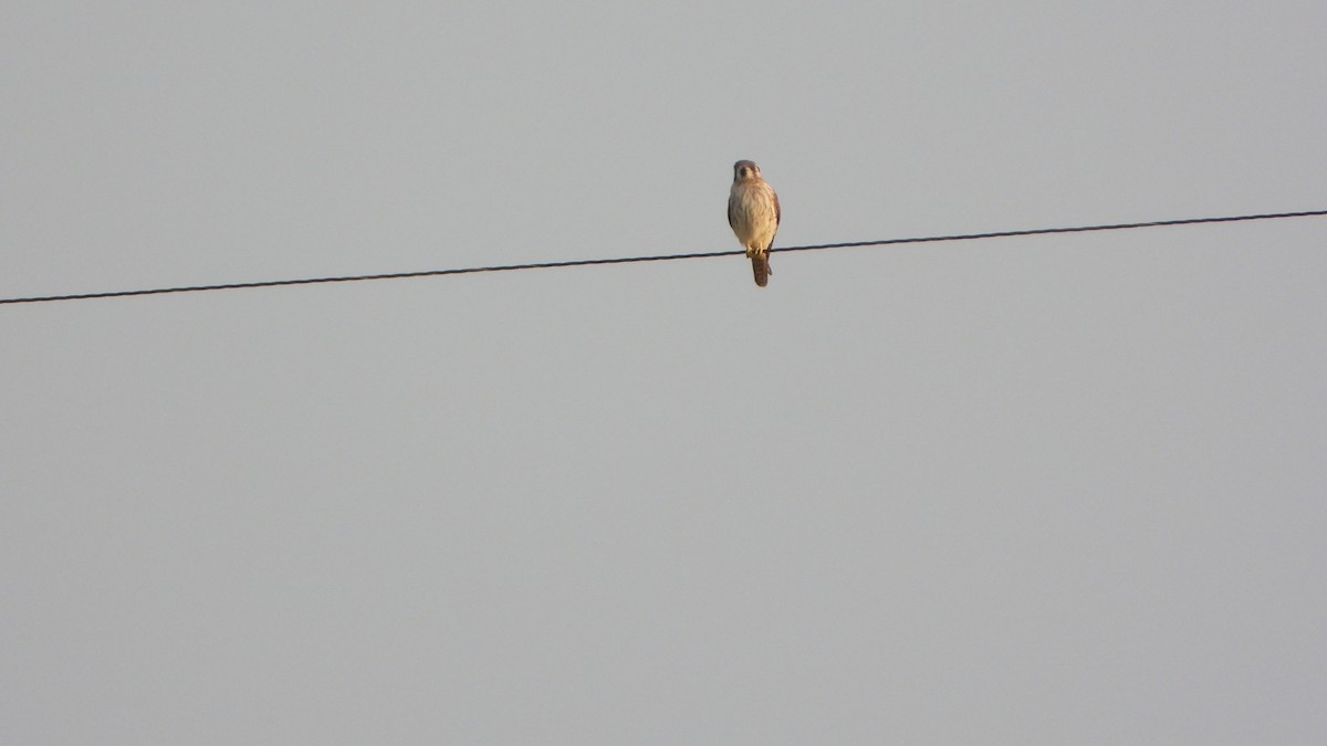American Kestrel - ML369126741