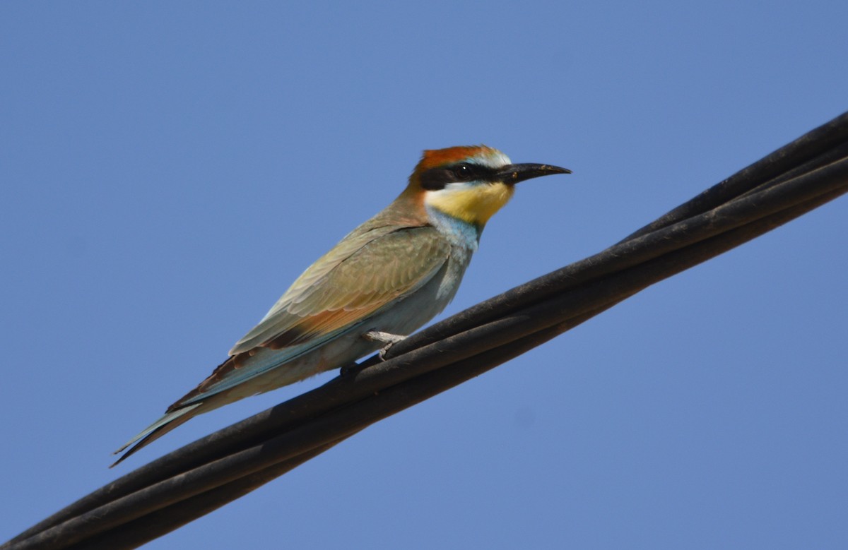 European Bee-eater - Karim Haddad