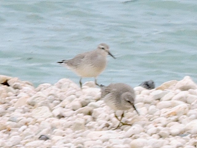 Red Knot - Melody Walsh