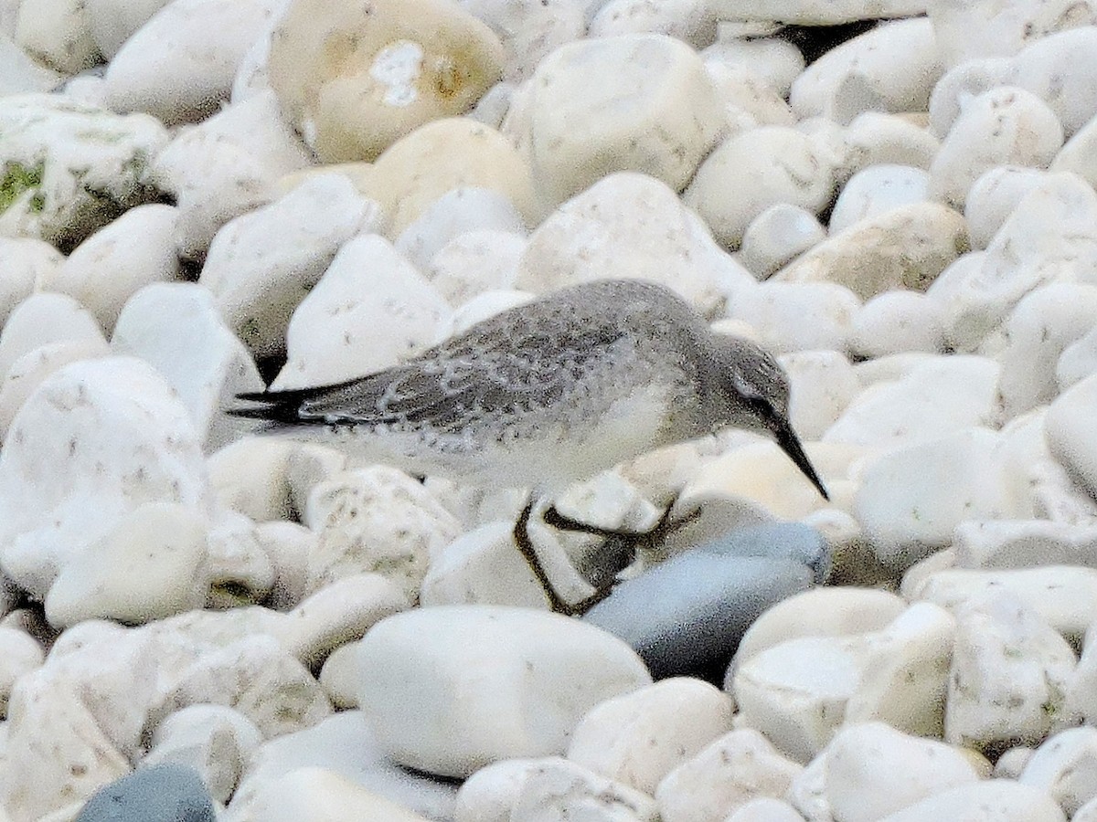 Red Knot - ML369131831