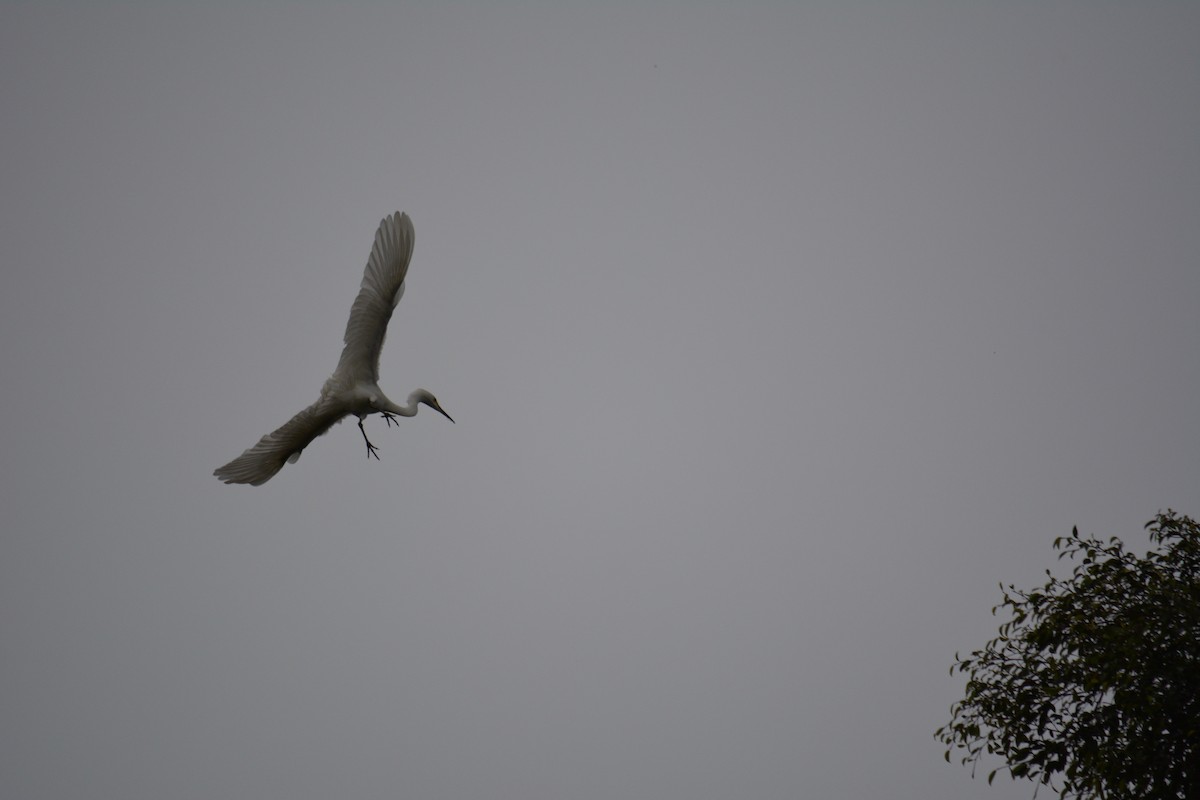 white egret sp. - Lintang Yodhy